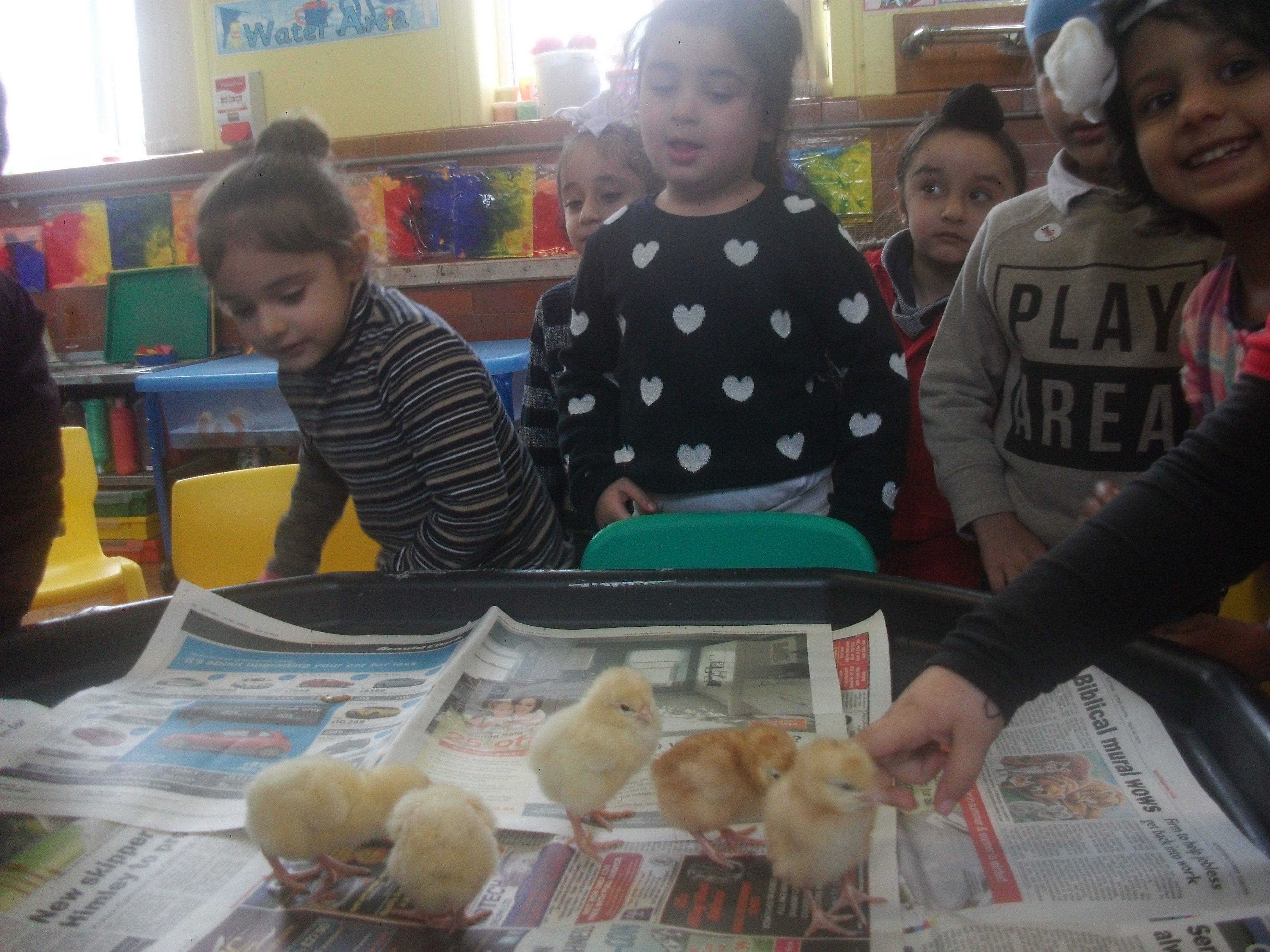 Nursery Chicks