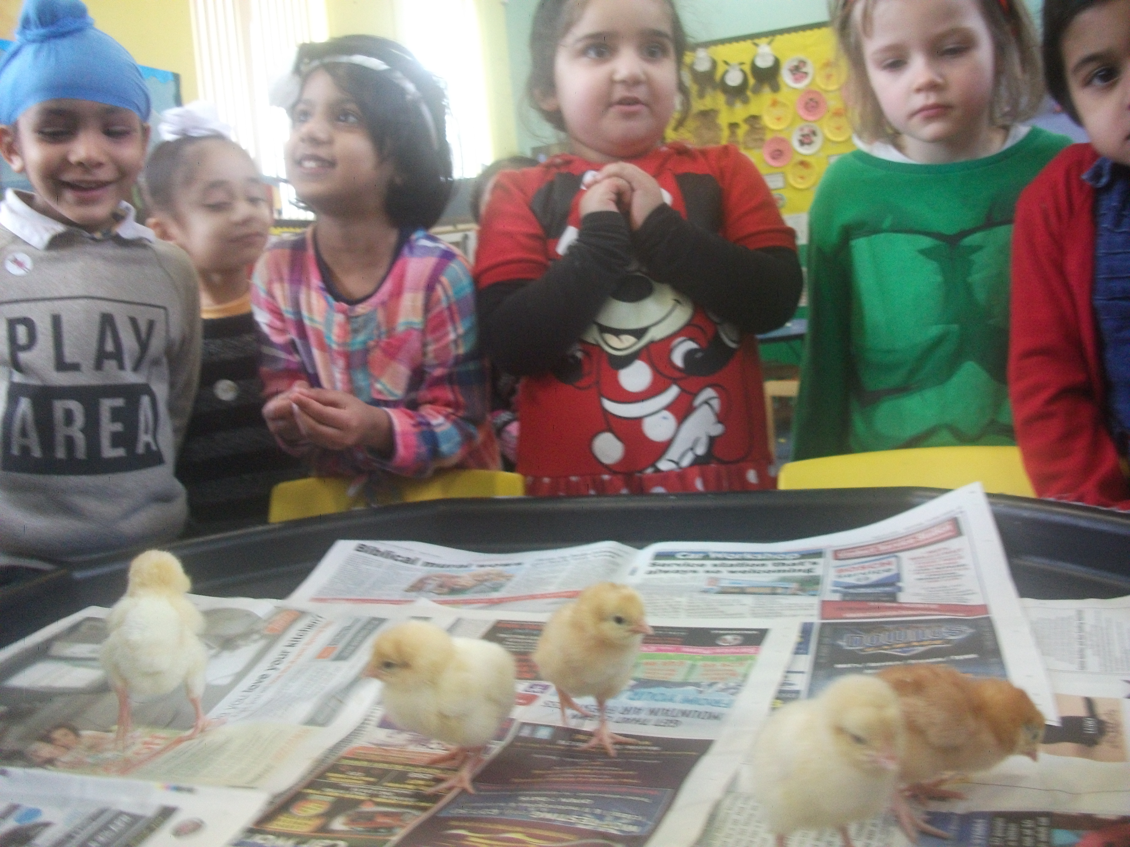 Nursery Chicks