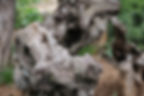 A close up picture of an olive tree from the Garden of Gethsemane in Jerusalem, Israel photographed by Kristen Reed on a Canon Rebel T6i camera.