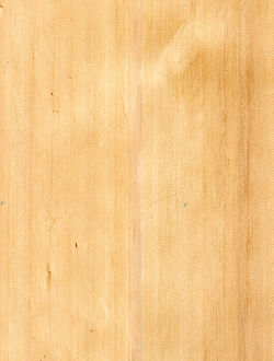 Alaskan Yellow Cedar