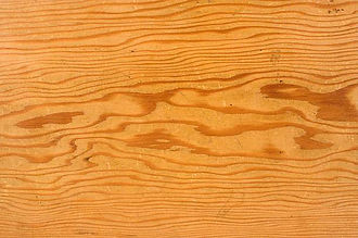 Douglas Fir.jpg