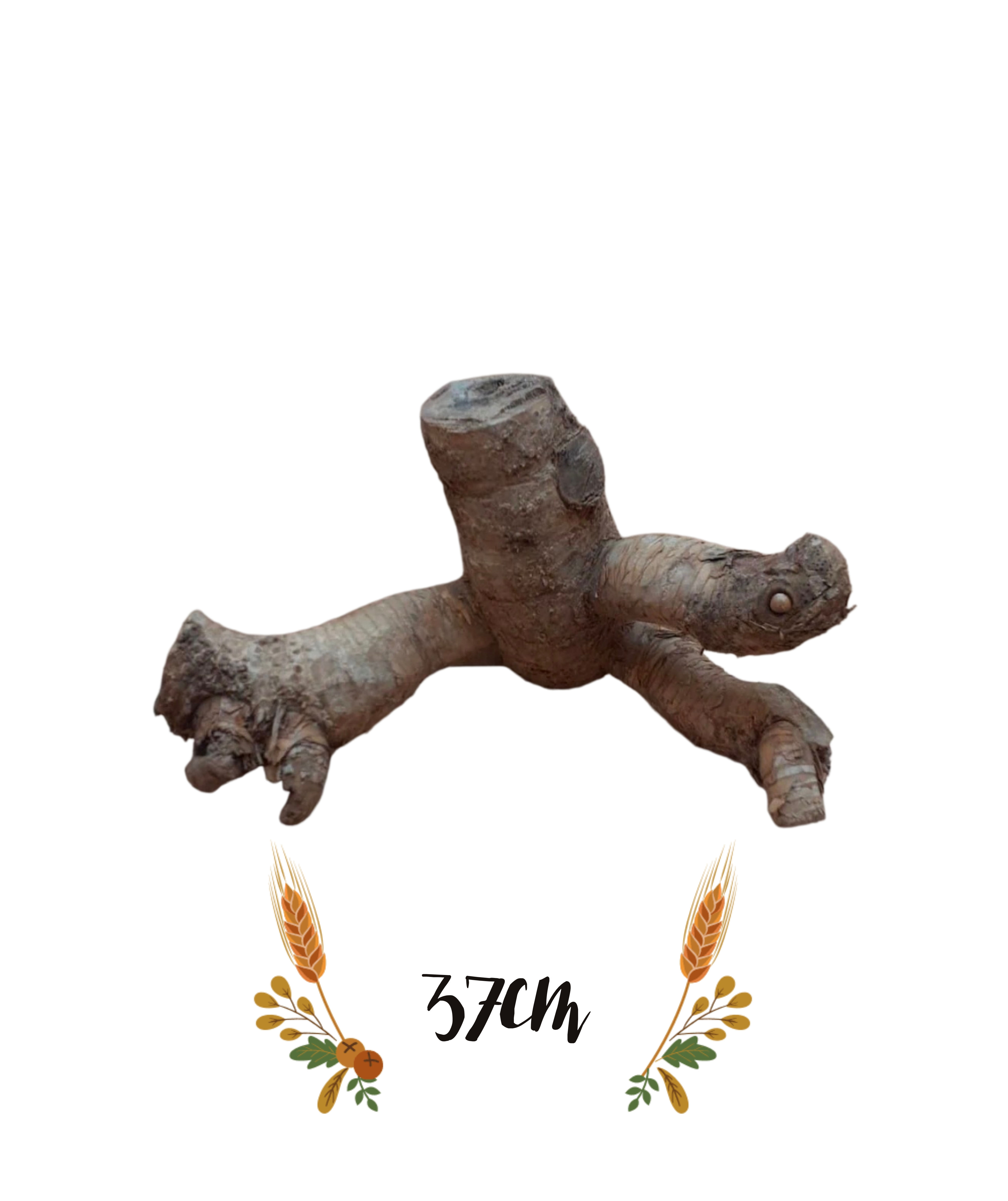 Bamboo Root XL - 37cm