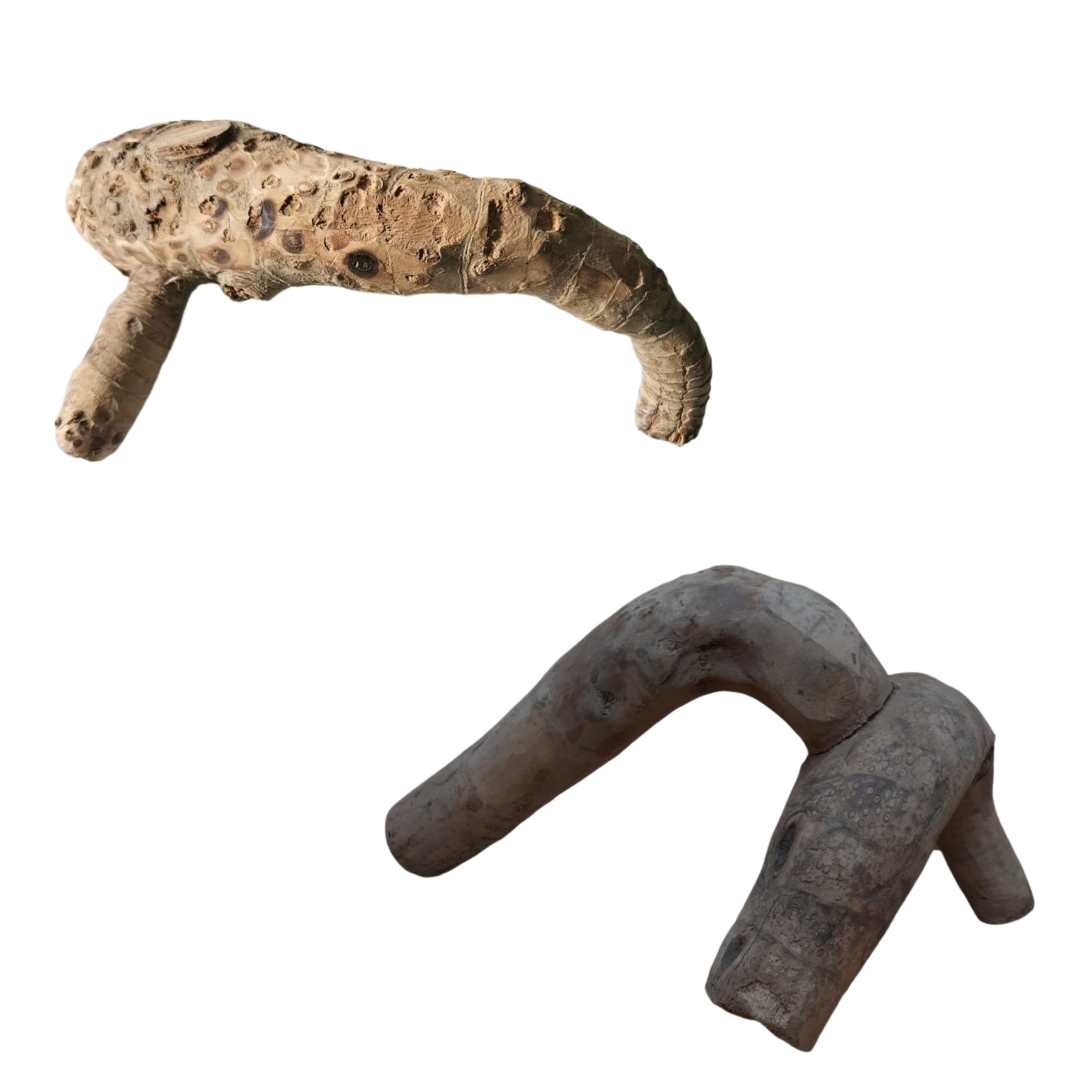 Bamboo Roots (Standard/ Premium)