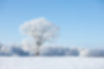 iStock_000011837812_Large.jpg