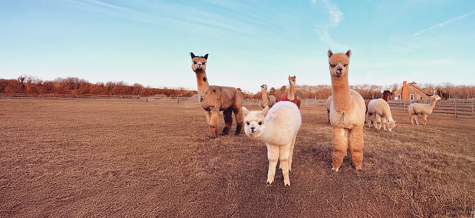 Alpacas on the pasture of Island Alapca