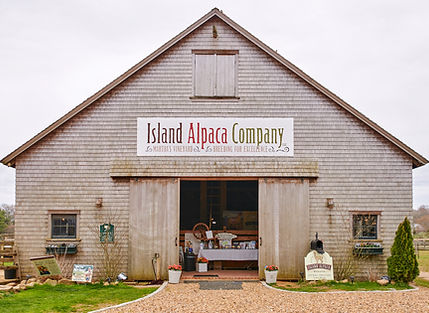Island Alpaca Barn Welcome