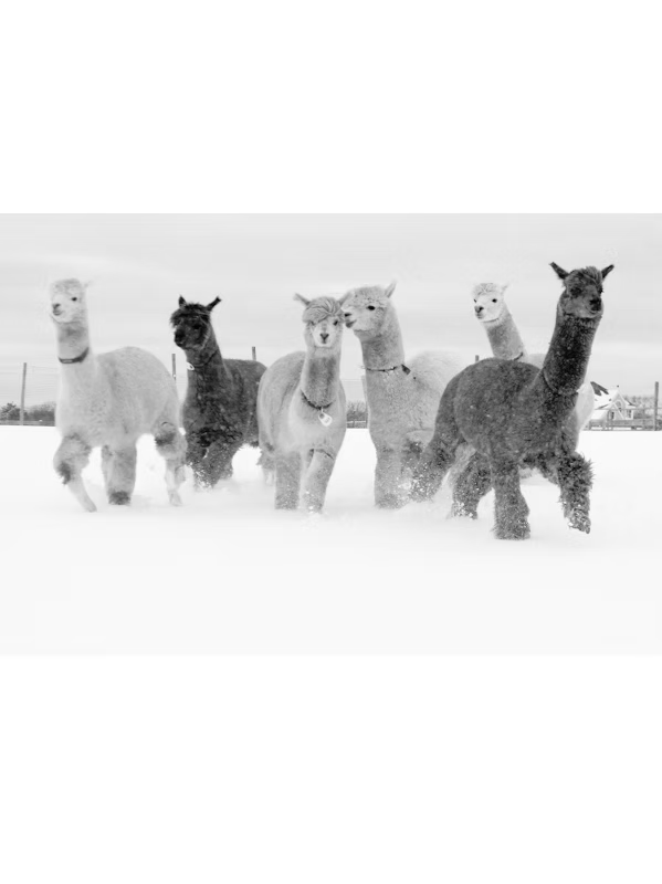 Island Alpaca Photograph Alpaca in snow image black and white