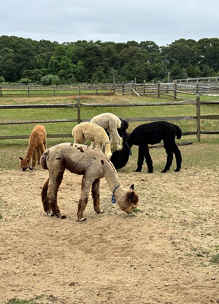 Alpacas in the pasture