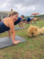 Alpaca Yoga Martha's Vineyard