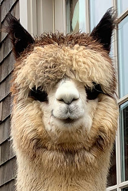 Livia alpaca for sale in MA