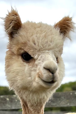 Sophia alpaca for sale in MA