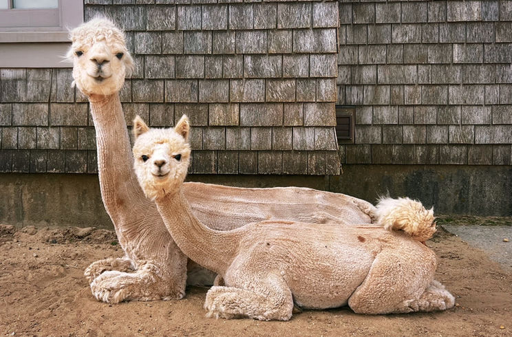Two alpacas post shearing day Martha's Vineyard