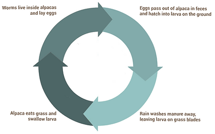 alpaca parasite diagram