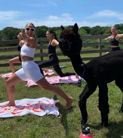 alpaca-yoga-horatio_edited.jpg