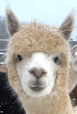 Athena alpaca for sale in MA