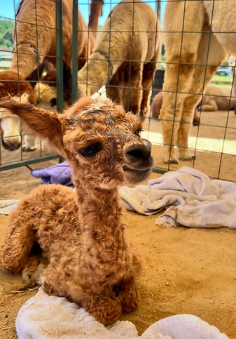 Alpaca cria care