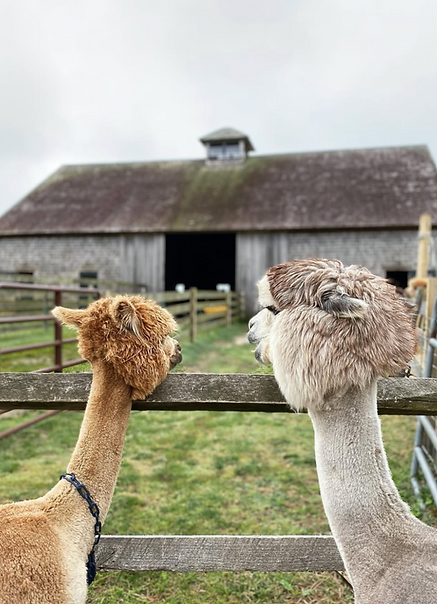 Two alpacas looking at the barn at Island Alpaca farm