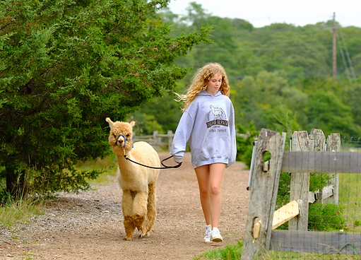 island-alpaca-walk-talk-1.png