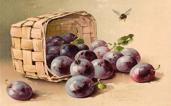 сливы Катерина Кляйн