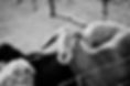 LRM_EXPORT_19055216411631_20190208_23525