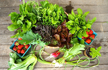 CSA Shares