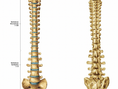 ¿Qué es la columna vertebral?