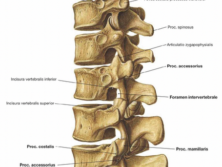 COLUMNA LUMBAR