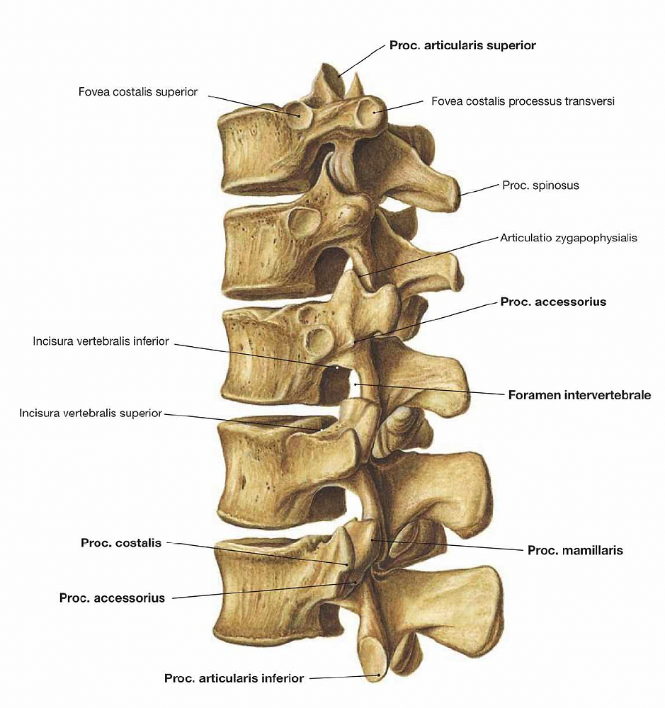 COLUMNA LUMBAR, image size:939x1000