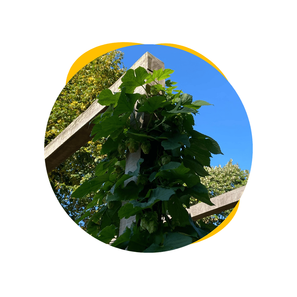 vergroen-biologisch-hop (1).png