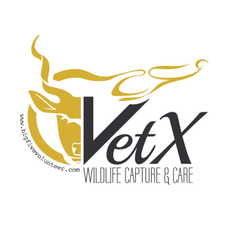 VetX-Gold-Fancy-font-png-1-328x232_edited