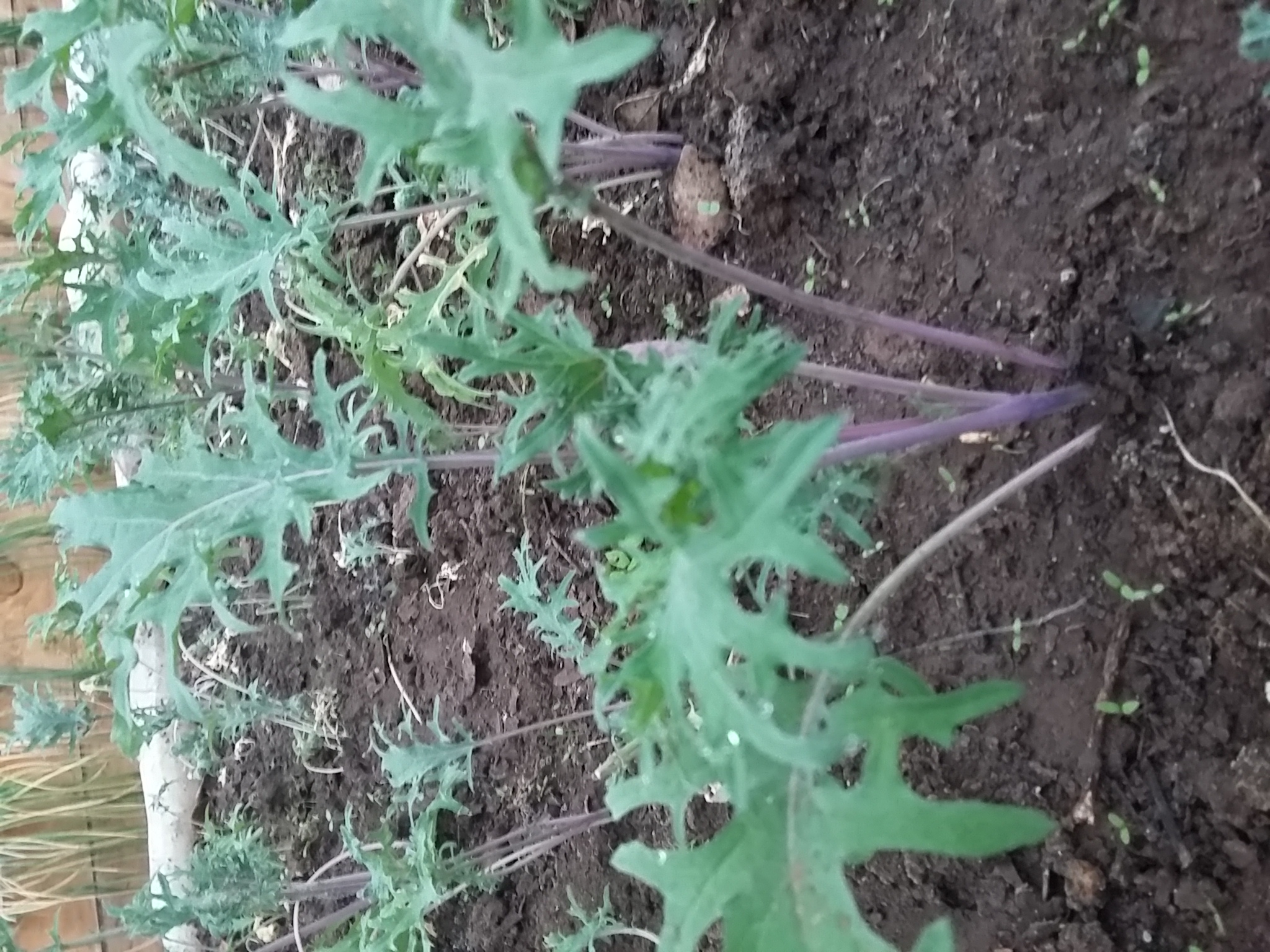 KALE EDELWEISS