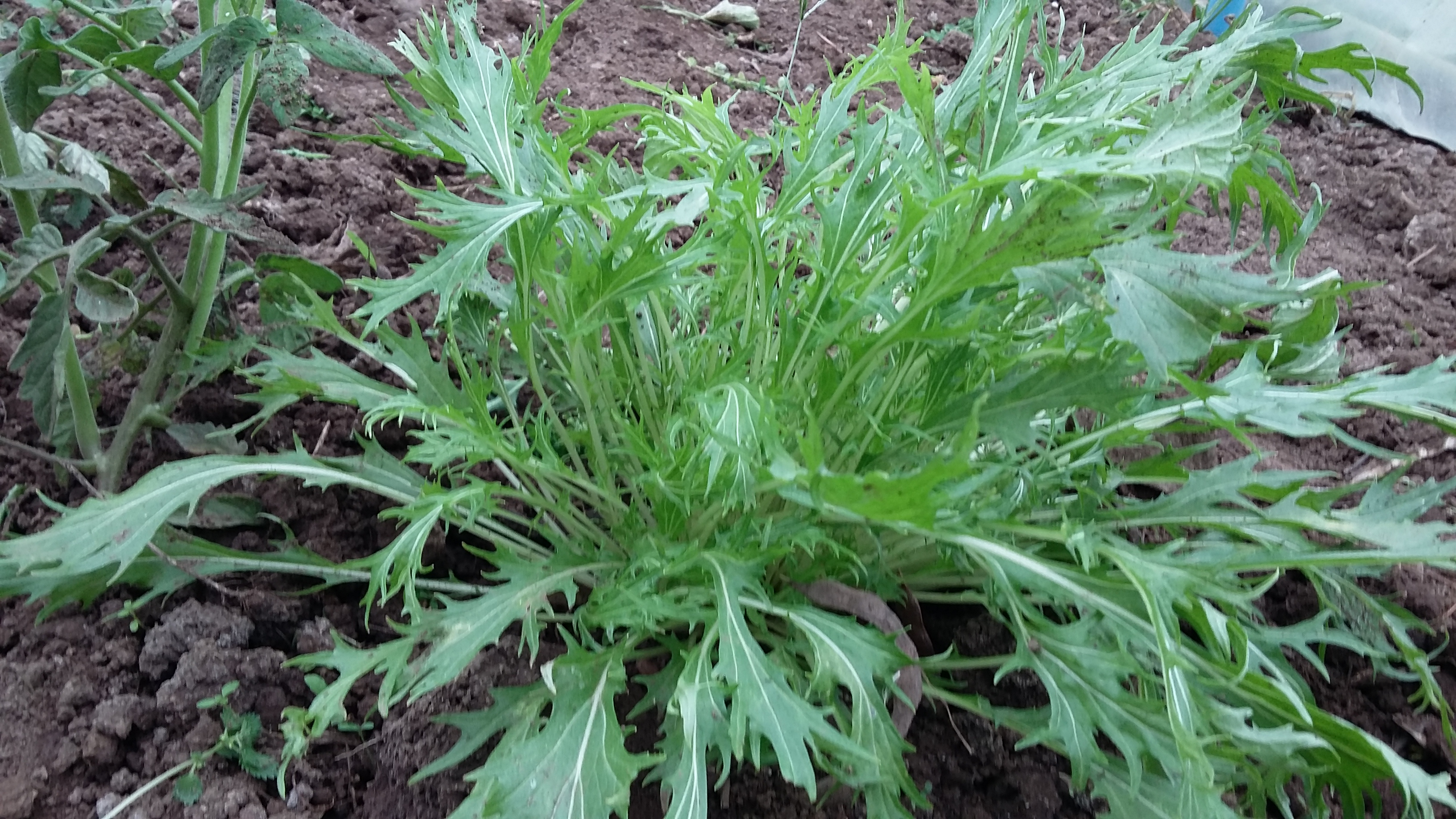 MIZUNA EDELWEISS
