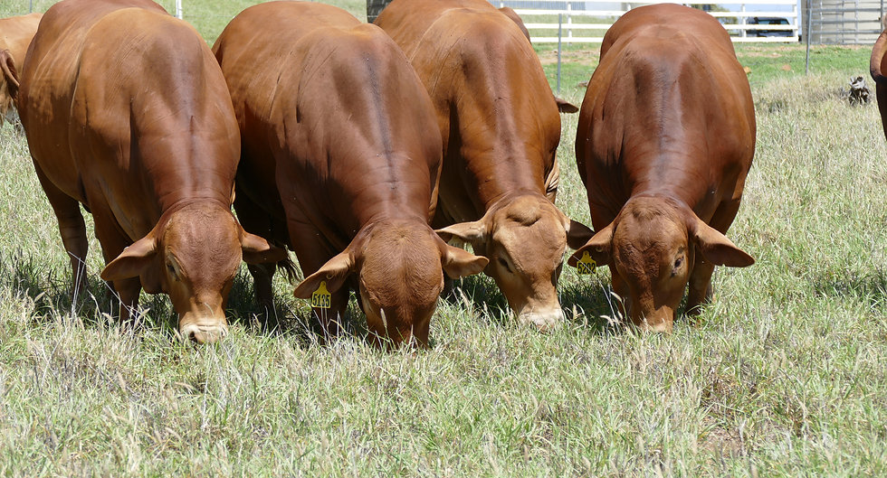 Cattle Clermont Strathfield Droughtmaster Stud