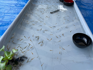 イベントレンタル 福島県 宮城県 山形県 県北 県南 企業イベントレンタル・リース 住宅展示場 イオンモール ショッピングモール めだかすくい 金魚すくいレンタル・リース アクアレンタルコミュニケーションズ