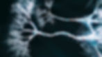 Sympathertic Nerve System