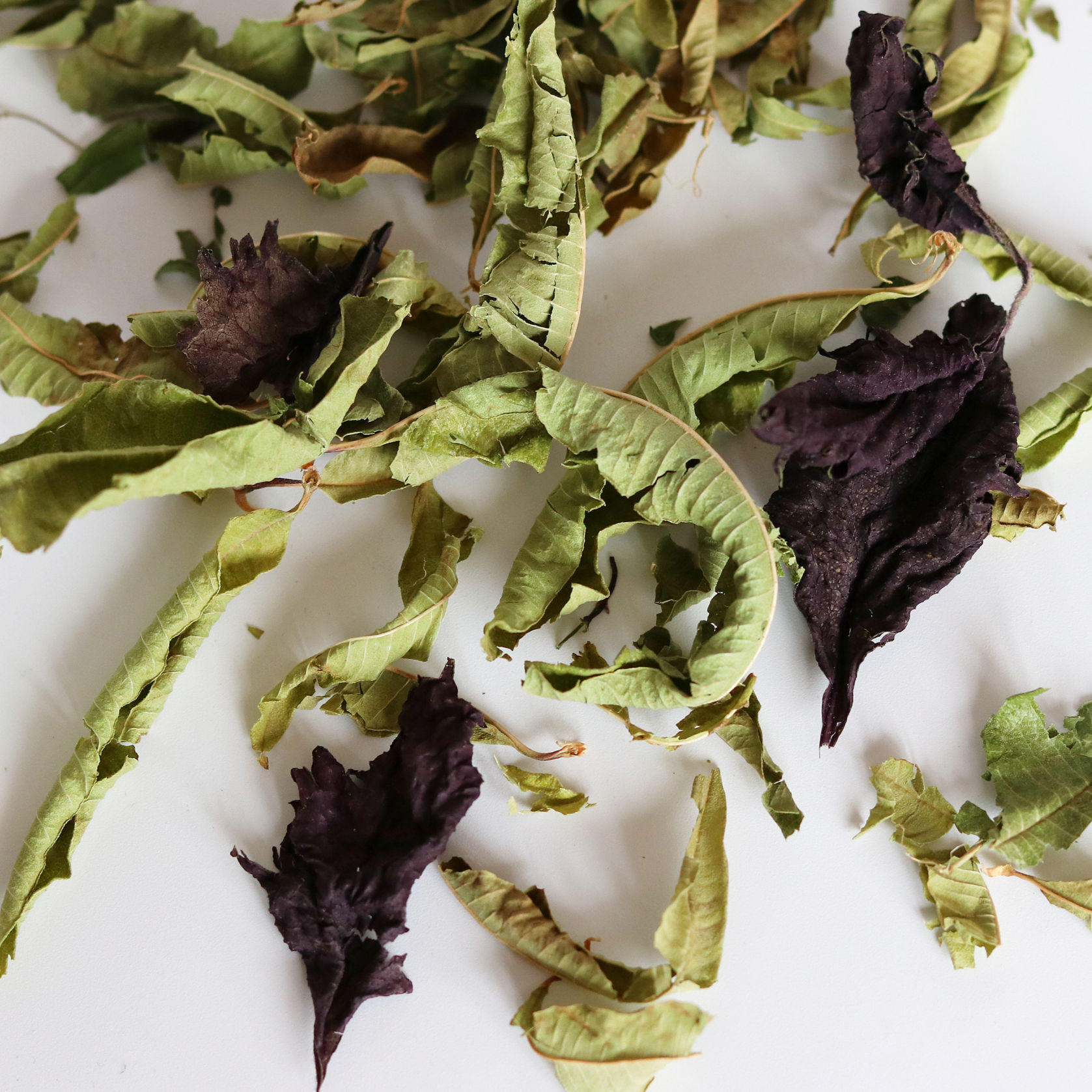 Shiso pourpre - Verveine citronnée | tisane