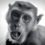 Miniatyrbilde: Monkey