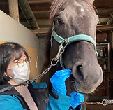 ​馬の疝痛早期発見キット