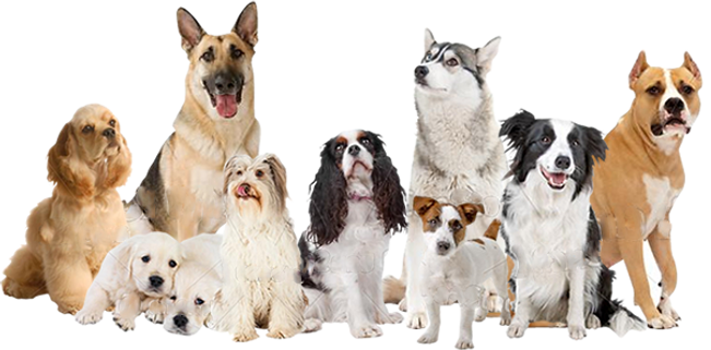 Grupo-perros.png