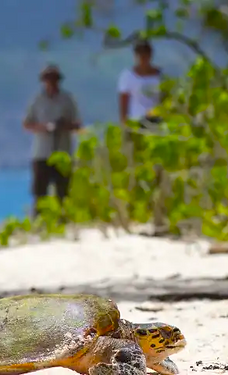 hawksbill-sea-turtle-cousin-island-1.png