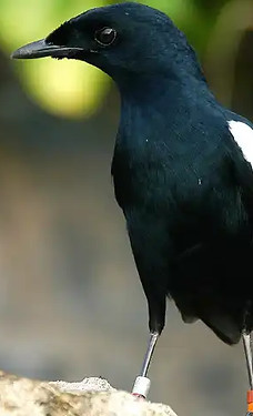 magpie-robin-seychelles-1.jpg