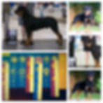 suoshowcollage