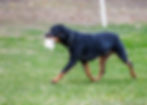 Pippi Glove Retrieve