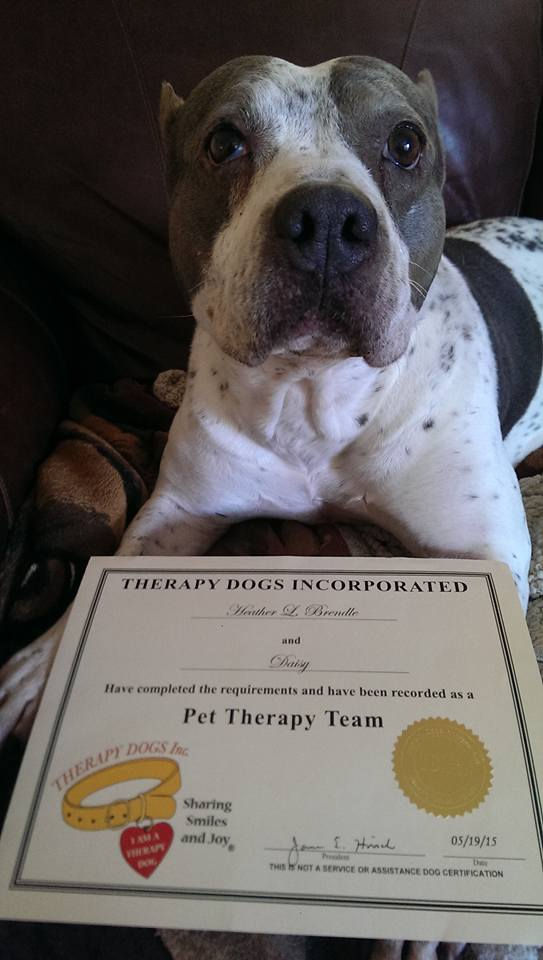 "Daisy" A Certified Therapy Dog