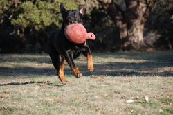 Duke & Jolly ball