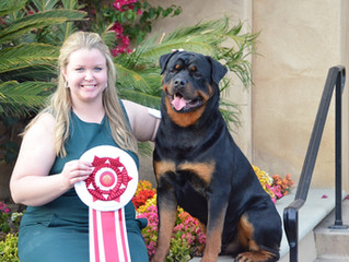 "Peyton" and Kirsten go BOSS at Southwestern Rottweiler Club of San Diego!