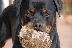 Duke with his favorite hedgehog