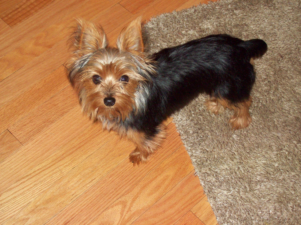 Hi, I'm JoJo!