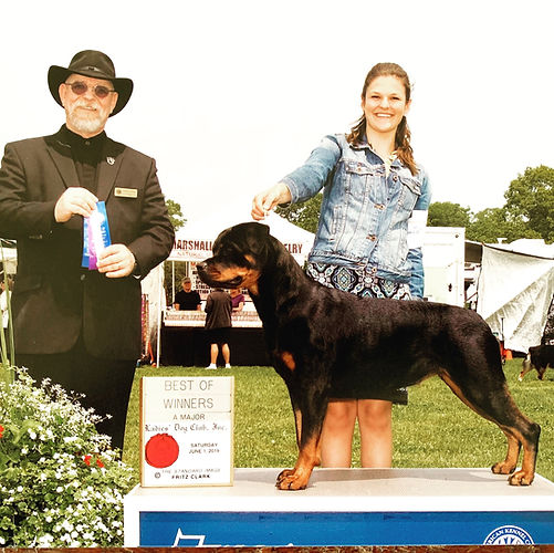 SilverHeart Rottweilers, SilverHeart Pink Cashmere, AKC Champion, Paisley, AKC Rottweiler Champion