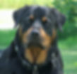 Handsome Cash